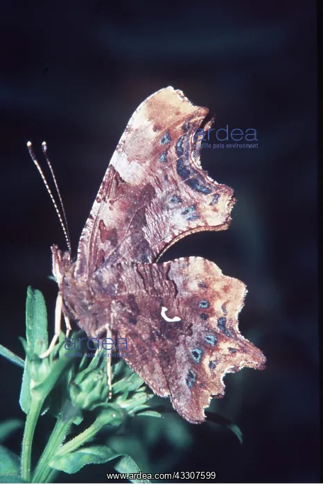 : COMMA BUTTERFLY - SHOWING MARK : COMMA BUTTERFLY - SHOWING MARK