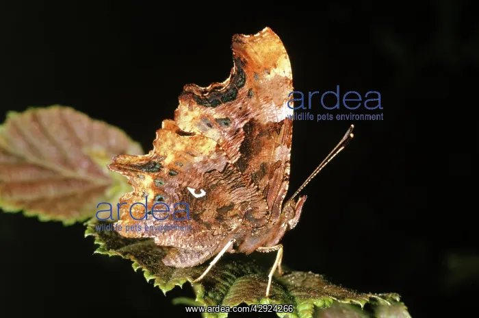 : Comma Butterfly - underside showing C mark : Comma Butterfly - underside showing C mark