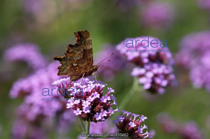 : Comma Butterfly - On Verbena bonariensis flower : Comma Butterfly - On Verbena bonariensis flower