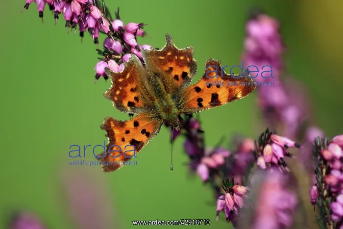 : Comma - feeding on ornamental heather in garden : Comma - feeding on ornamental heather in garden