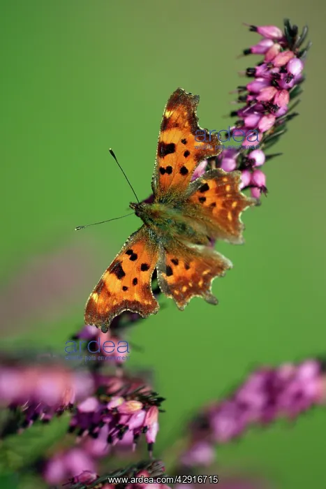 : Comma - feeding on ornamental heather in garden : Comma - feeding on ornamental heather in garden