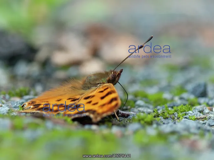 : Comma (Nymphalis c-album) butterfly on bottem : Comma (Nymphalis c-album) butterfly on bottem