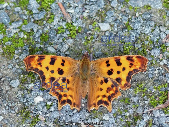 : Comma (Nymphalis c-album) butterfly on bottem : Comma (Nymphalis c-album) butterfly on bottem