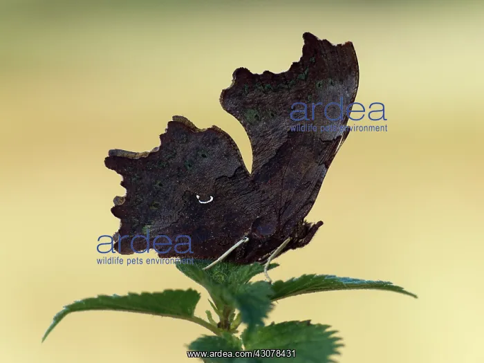 : Comma (Nymphalis c-album) butterfly on a stinging nettle : Comma (Nymphalis c-album) butterfly on a stinging nettle