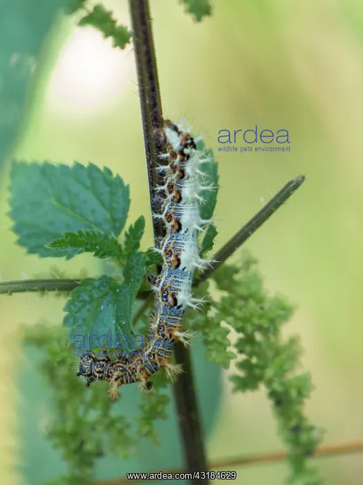 : Comma (Nymphalis c-album) caterpillar in summer : Comma (Nymphalis c-album) caterpillar in summer