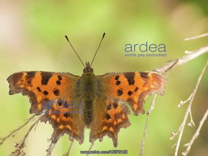 : Comma (Nymphalis c-album) resting on branch : Comma (Nymphalis c-album) resting on branch