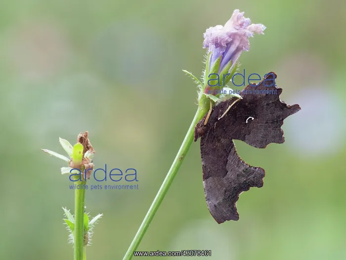 : Comma (Nymphalis c-album) resting on an unidentified flower : Comma (Nymphalis c-album) resting on an unidentified flower