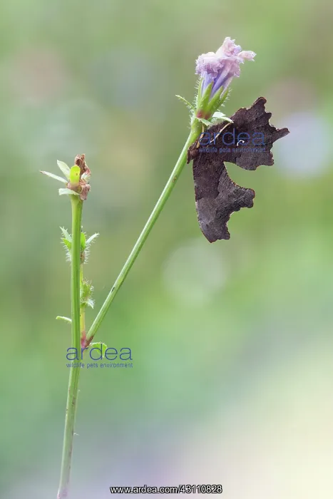 : Comma (Nymphalis c-album) resting on an unidentified flower : Comma (Nymphalis c-album) resting on an unidentified flower