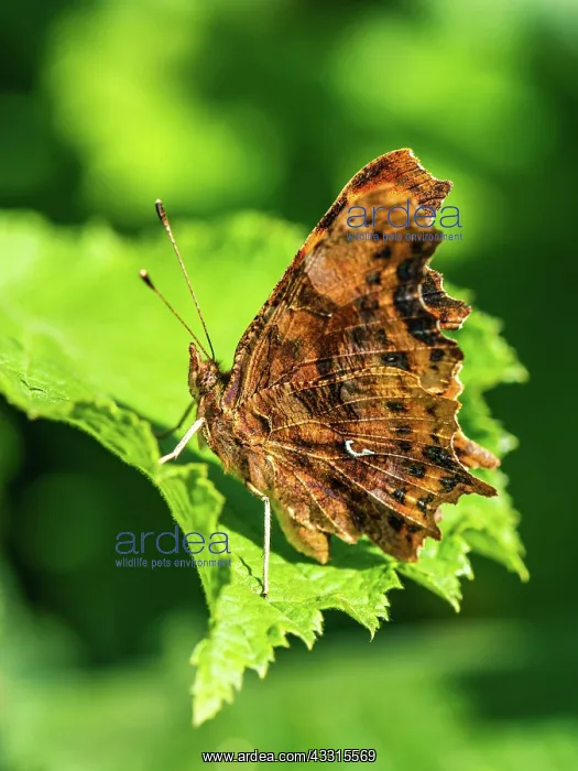 : Comma (Polygonia c-album), butterfly on a leaf : Comma (Polygonia c-album), butterfly on a leaf