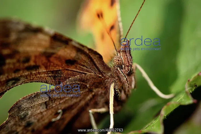  : Comma (Polygonia c-album) butterfly resting on a leaf