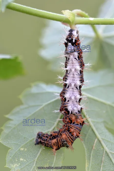 : Comma (Polygonia c-album), caterpillar, Burgenland : Comma (Polygonia c-album), caterpillar, Burgenland