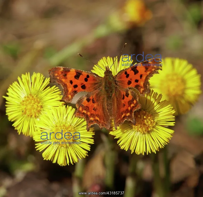 : Comma (Polygonia C-album) at Coltsfoot (Tussilago : Comma (Polygonia C-album) at Coltsfoot (Tussilago