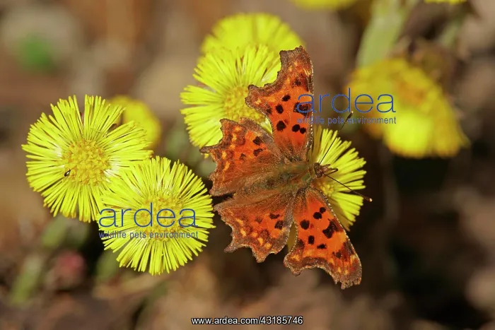 : Comma (Polygonia C-album) at Coltsfoot (Tussilago : Comma (Polygonia C-album) at Coltsfoot (Tussilago