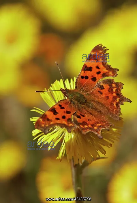 : Comma (Polygonia C-album) at Coltsfoot (Tussilago : Comma (Polygonia C-album) at Coltsfoot (Tussilago