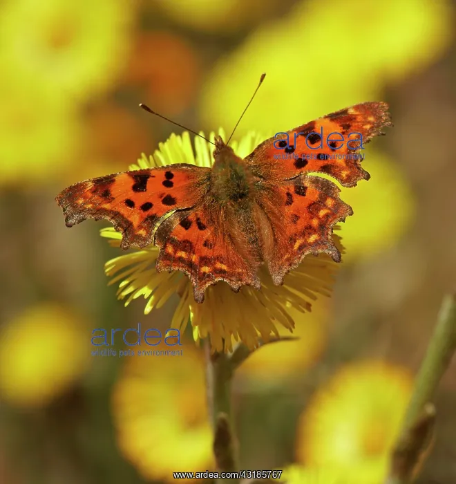 : Comma (Polygonia C-album) at Coltsfoot (Tussilago : Comma (Polygonia C-album) at Coltsfoot (Tussilago