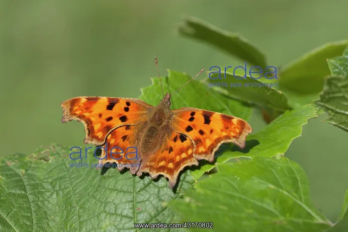 : Comma (Polygonium c-album) resting on leaf, The Netherlands, Noord-Holland, Purmerbos : Comma (Polygonium c-album) resting on leaf, The Netherlands, Noord-Holland, Purmerbos