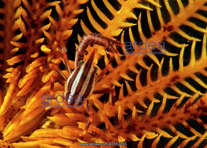 : Commensal Crinoid Shrimp : Commensal Crinoid Shrimp