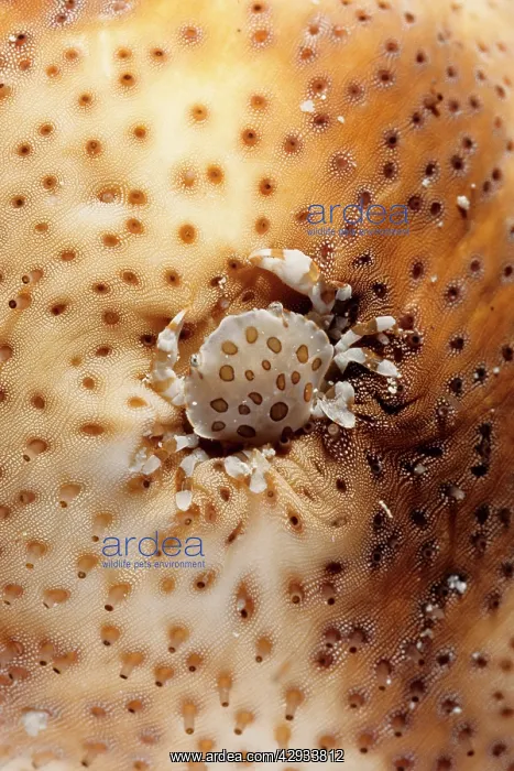 : A commensal harlequin crab living on a sea cucumber : A commensal harlequin crab living on a sea cucumber