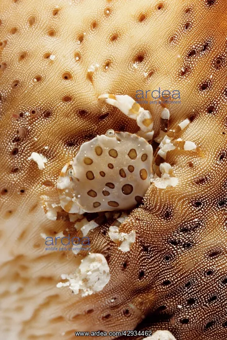 : A commensal harlequin crab living on a sea cucumber : A commensal harlequin crab living on a sea cucumber