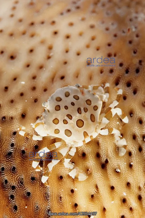 : A commensal harlequin crab living on a sea cucumber : A commensal harlequin crab living on a sea cucumber