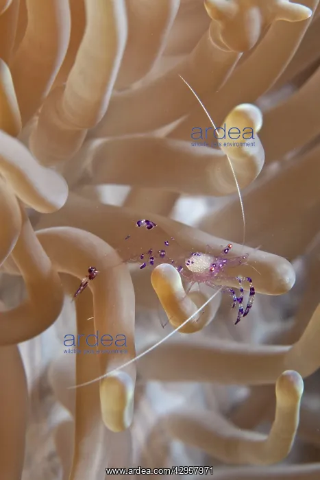 : Commensal Shrimp : Commensal Shrimp