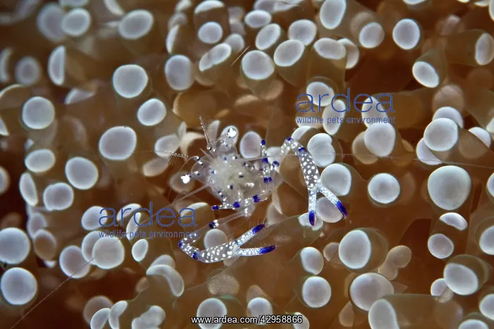 : Commensal Shrimp : Commensal Shrimp