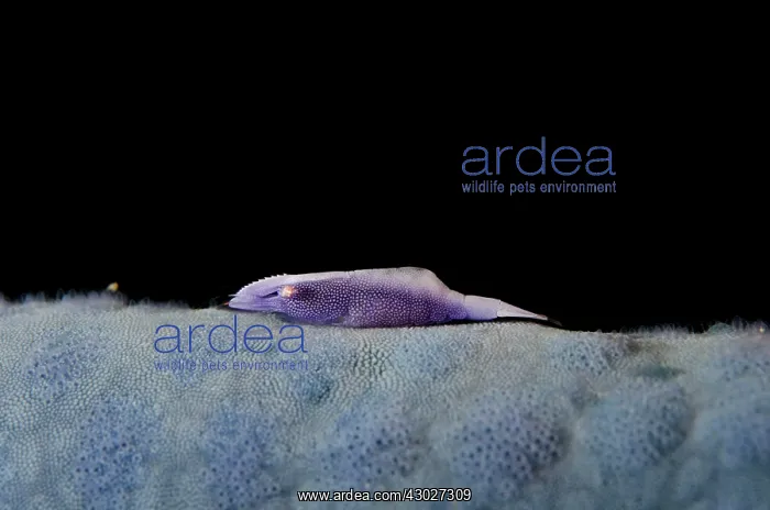 : Commensal Shrimp : Commensal Shrimp