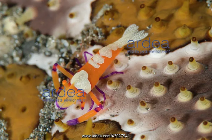 : Commensal Shrimp : Commensal Shrimp