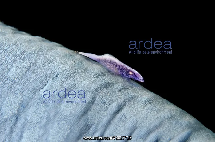 : Commensal Shrimp : Commensal Shrimp