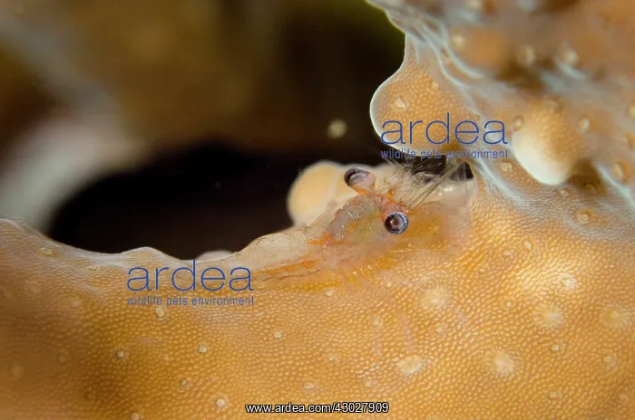 : Commensal Shrimp : Commensal Shrimp