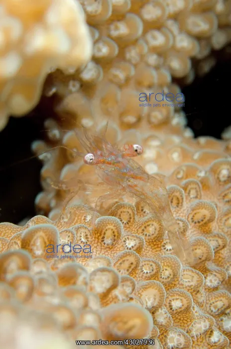 : Commensal Shrimp : Commensal Shrimp