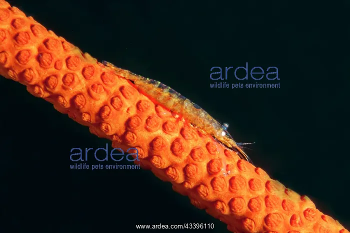 : Commensal Shrimp : Commensal Shrimp