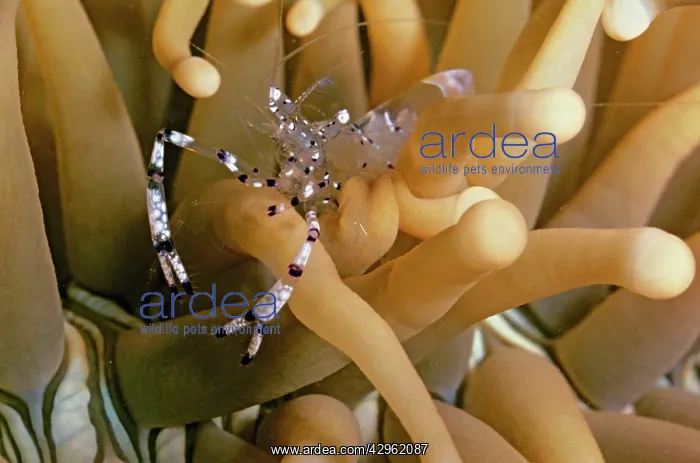 : Commensal shrimp - between arms of sea anemone : Commensal shrimp - between arms of sea anemone