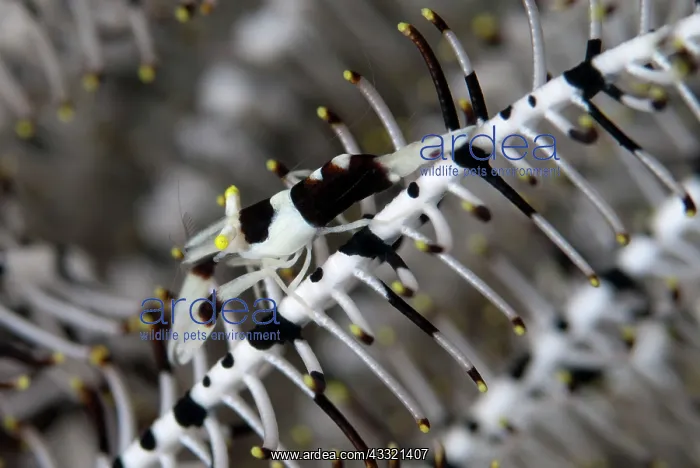 : Commensal Shrimp - camouflaged on Crinoid : Commensal Shrimp - camouflaged on Crinoid
