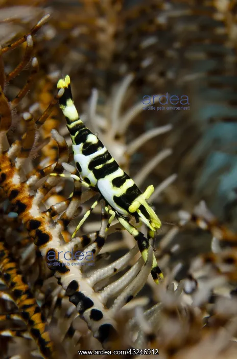 : Commensal Shrimp - Camouflaged in Crinoid (Class : Commensal Shrimp - Camouflaged in Crinoid (Class
