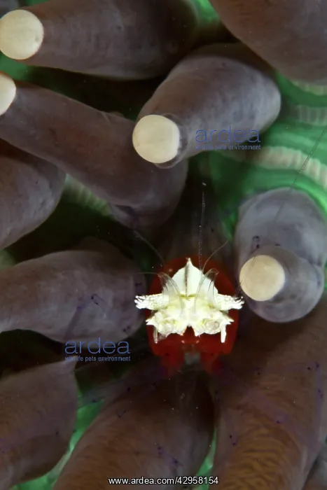 : Commensal Shrimp on Heliofungia : Commensal Shrimp on Heliofungia