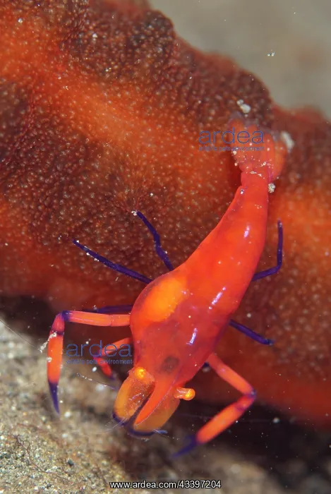 : Commensal Shrimp with internal parasite : Commensal Shrimp with internal parasite