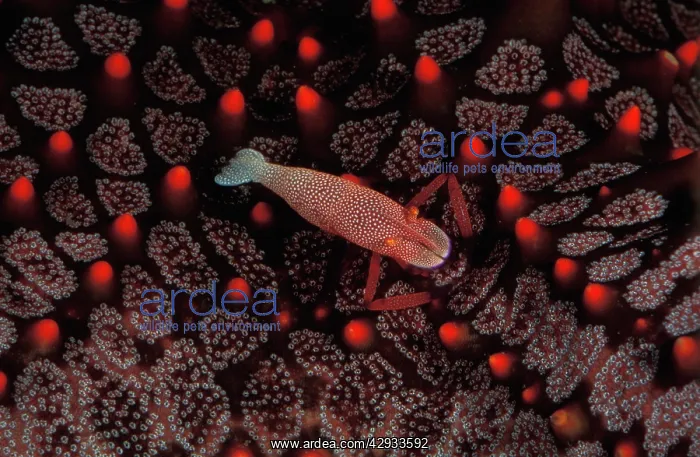 : Commensal shrimp - lives its entire adult life : Commensal shrimp - lives its entire adult life