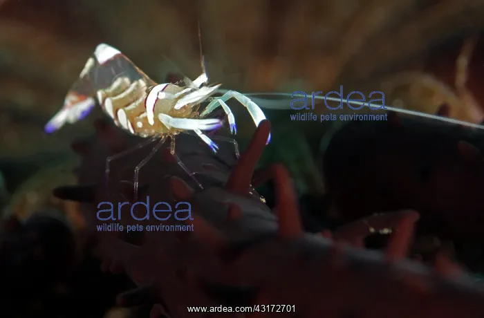 : Commensal shrimp (Periclimenes magnificus) on starfish : Commensal shrimp (Periclimenes magnificus) on starfish