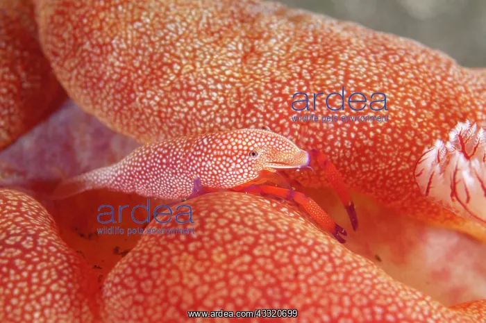 : Commensal Shrimp - on Spanish Dancer (Hexabranchus : Commensal Shrimp - on Spanish Dancer (Hexabranchus