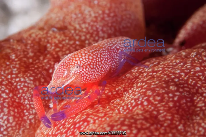 : Commensal Shrimp - on Spanish Dancer (Hexabranchus : Commensal Shrimp - on Spanish Dancer (Hexabranchus
