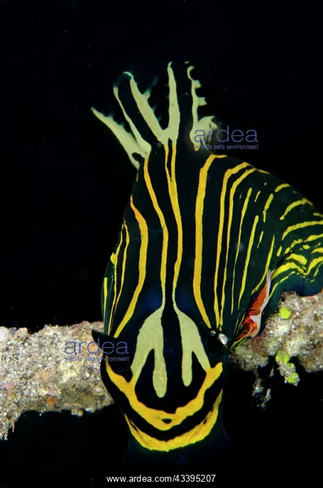 : Commensal Shrimp on Tambja Nudibranch : Commensal Shrimp on Tambja Nudibranch