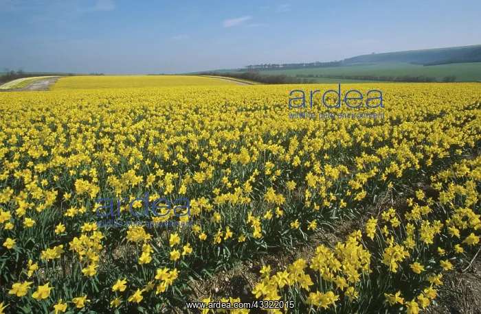 : Commercial daffodil : Commercial daffodil