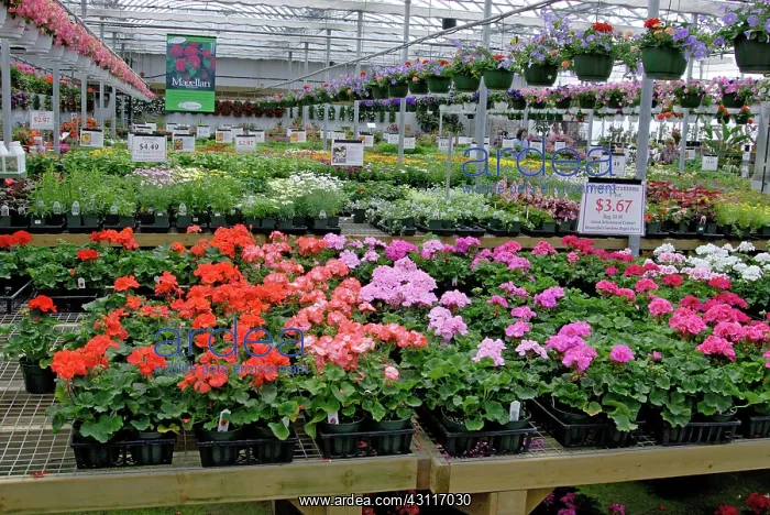: Commercial Greenhouse : Commercial Greenhouse