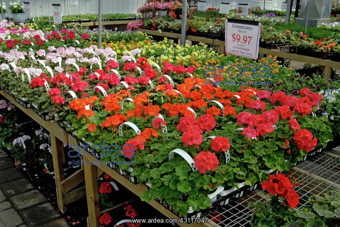 : Commercial Greenhouse : Commercial Greenhouse
