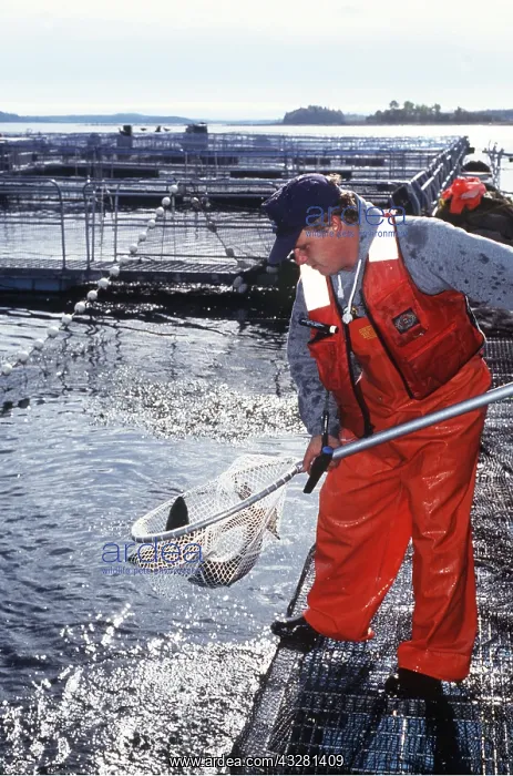 : Commercial Salmon FISH FARMING - Harvesting salmon from pens : Commercial Salmon FISH FARMING - Harvesting salmon from pens