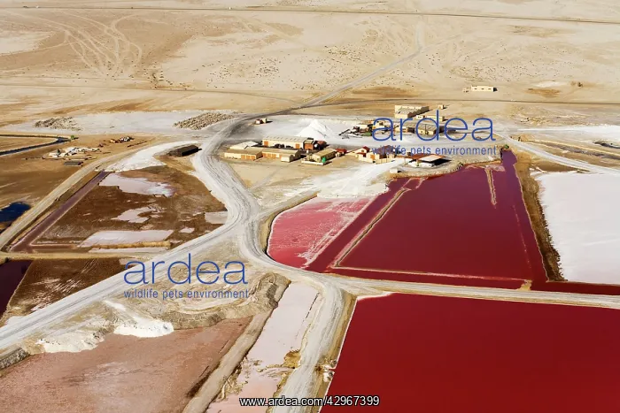 : Commercial Salt Works near Swakopmund : Commercial Salt Works near Swakopmund
