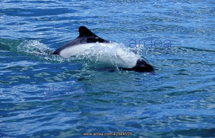 : CommersonIs Dolphin : CommersonIs Dolphin