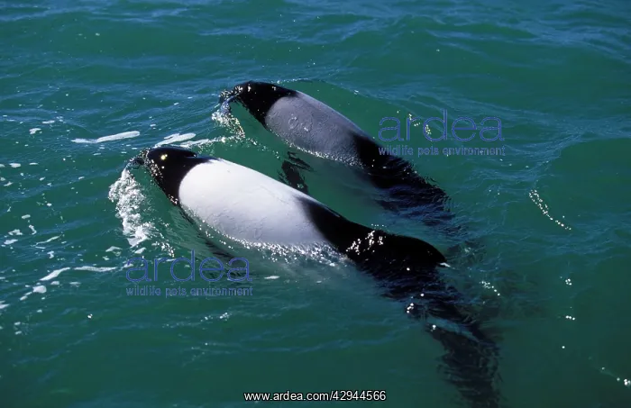 : CommersonIs Dolphin : CommersonIs Dolphin