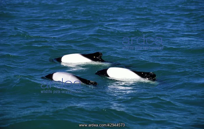 : CommersonIs Dolphin - three : CommersonIs Dolphin - three